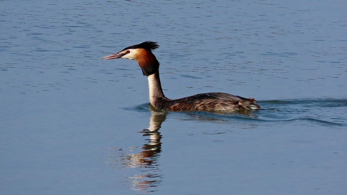 Great Crested Grebe - ML204453811