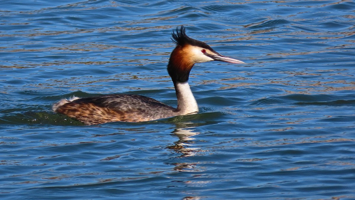 Great Crested Grebe - ML204453821