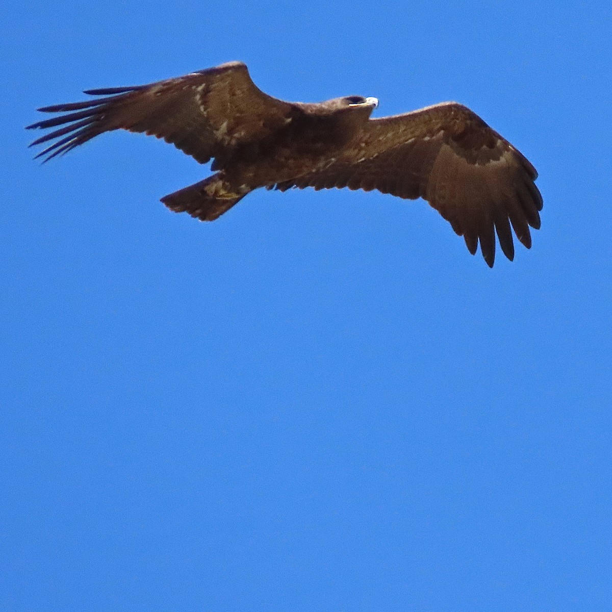 Greater Spotted Eagle - Erkki Lehtovirta