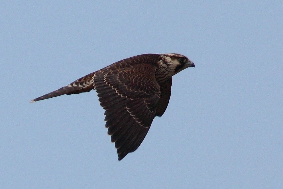 Peregrine Falcon (North American) - Jim Bachman