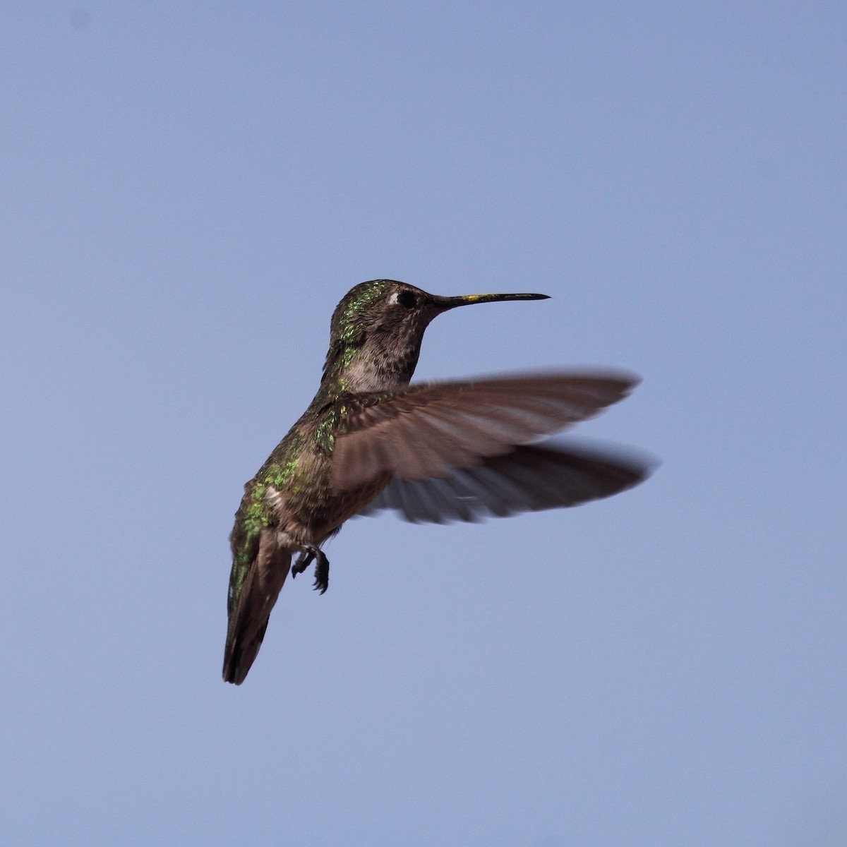 Costa's Hummingbird - Jim Bachman