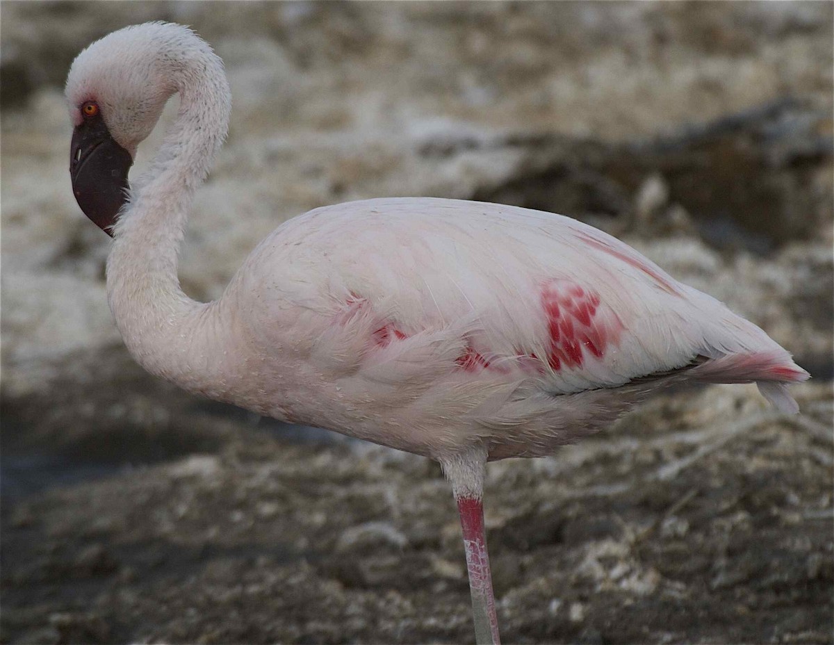 Lesser Flamingo - Ken Havard