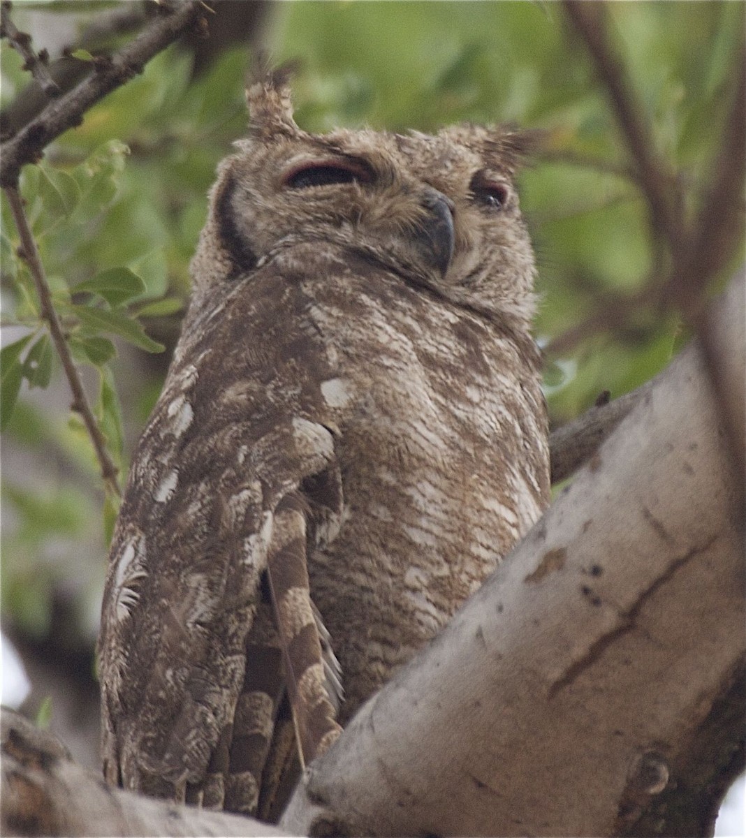 Spotted Eagle-Owl - Ken Havard