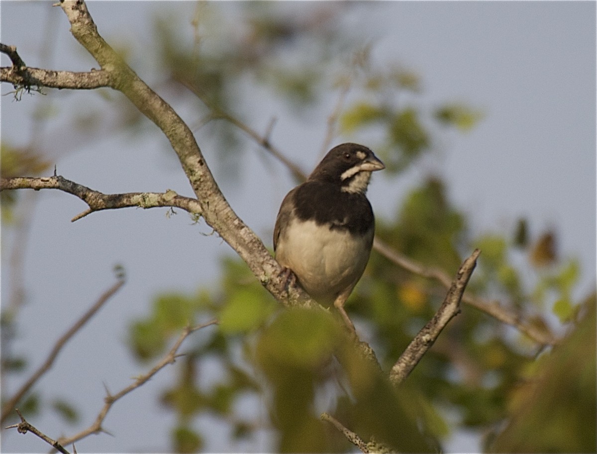 Black-chested Sparrow - Ken Havard