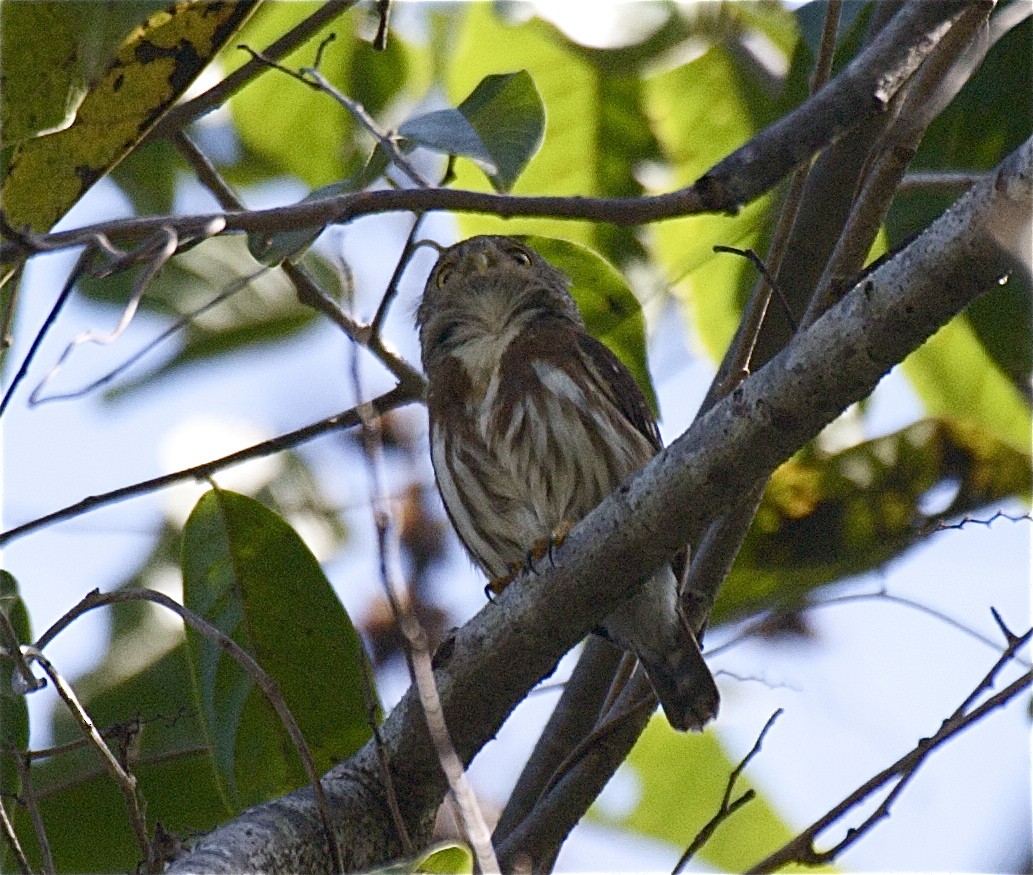 Colima Pygmy-Owl - Ken Havard