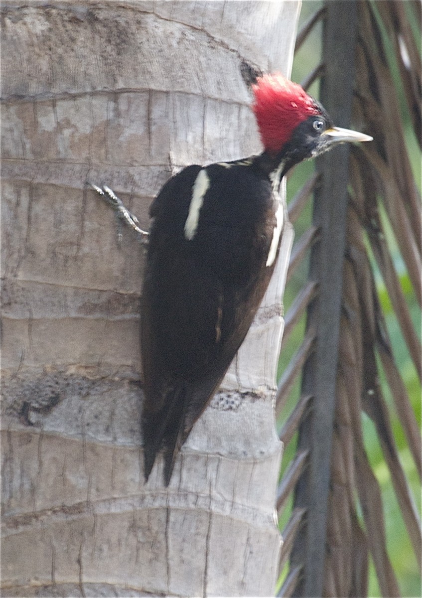 Lineated Woodpecker (Lineated) - Ken Havard