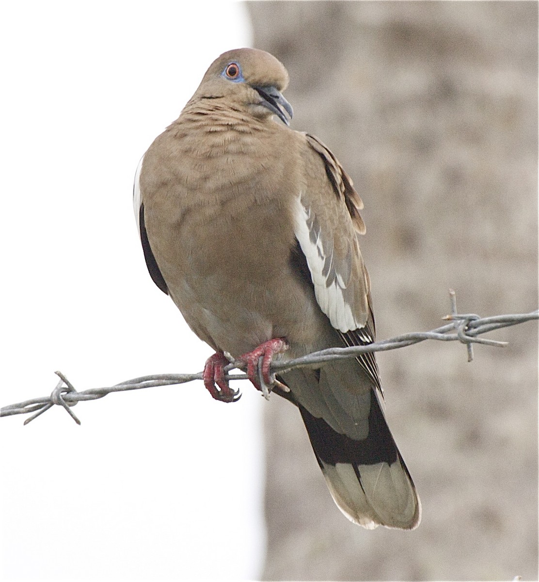 White-winged Dove - Ken Havard