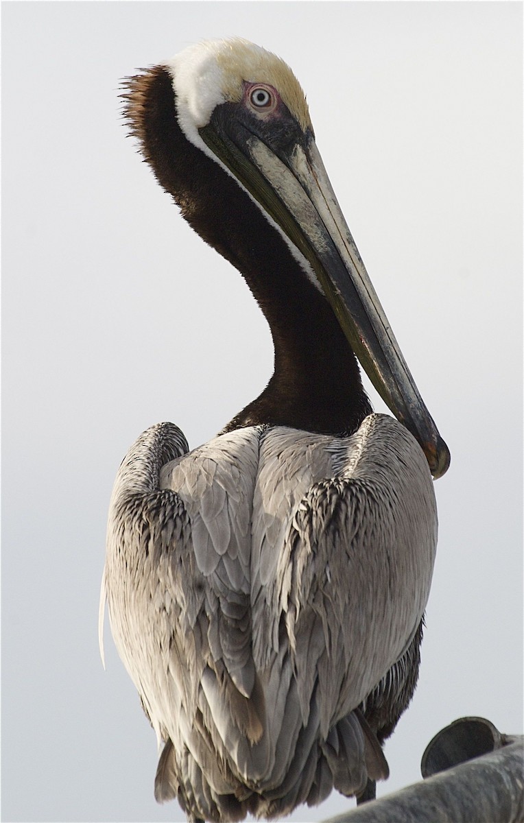Brown Pelican (California) - Ken Havard