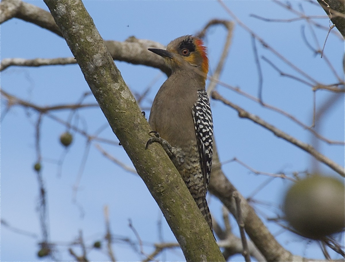 Golden-cheeked Woodpecker - Ken Havard