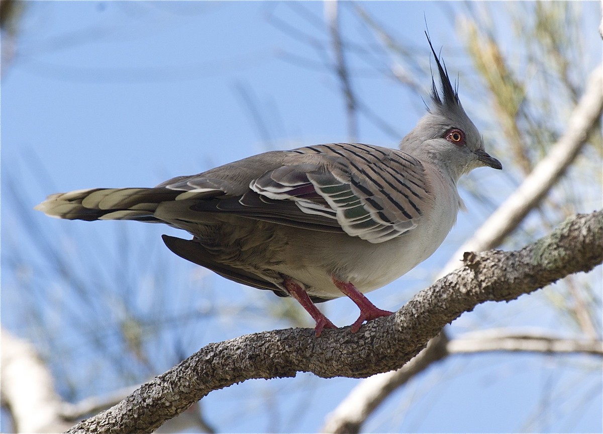 Crested Pigeon - ML204455491