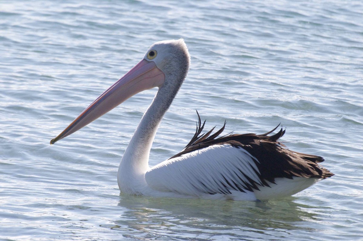 Australian Pelican - Ken Havard