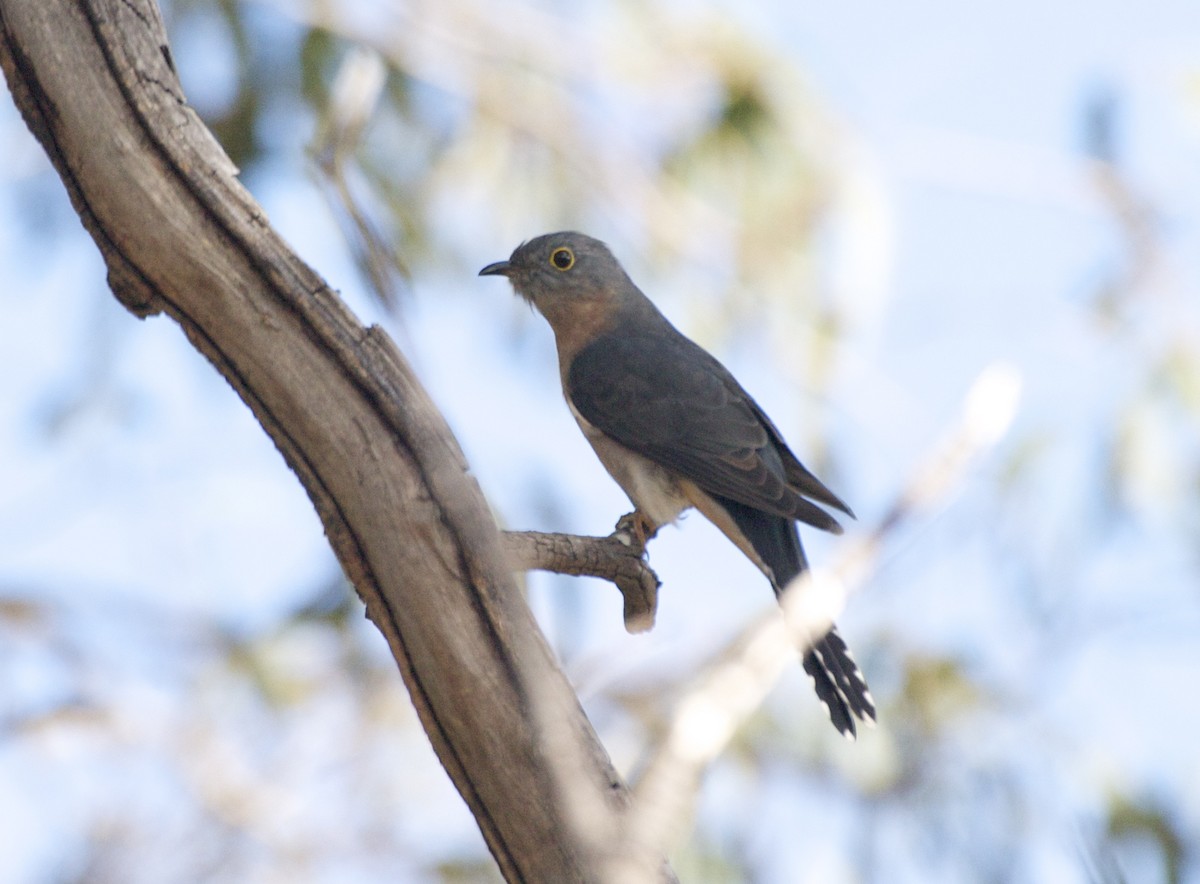 Fan-tailed Cuckoo - Ken Havard