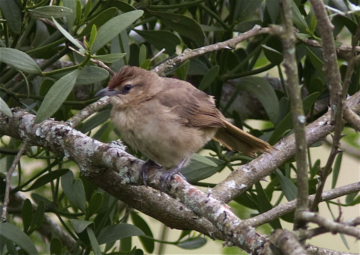 Rufous-fronted Thornbird (Rufous-fronted) - ML204455951