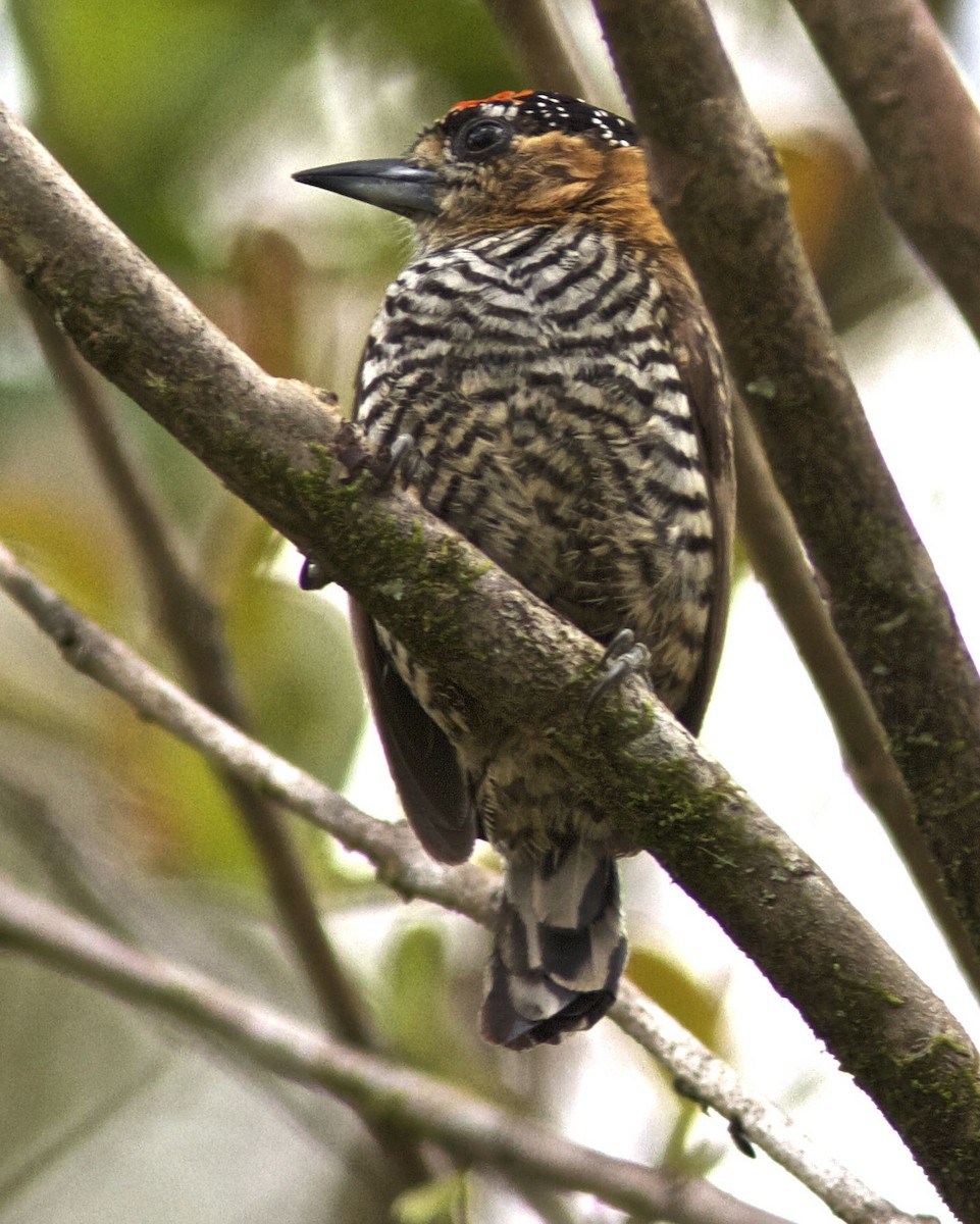 Ochre-collared Piculet - ML204456131