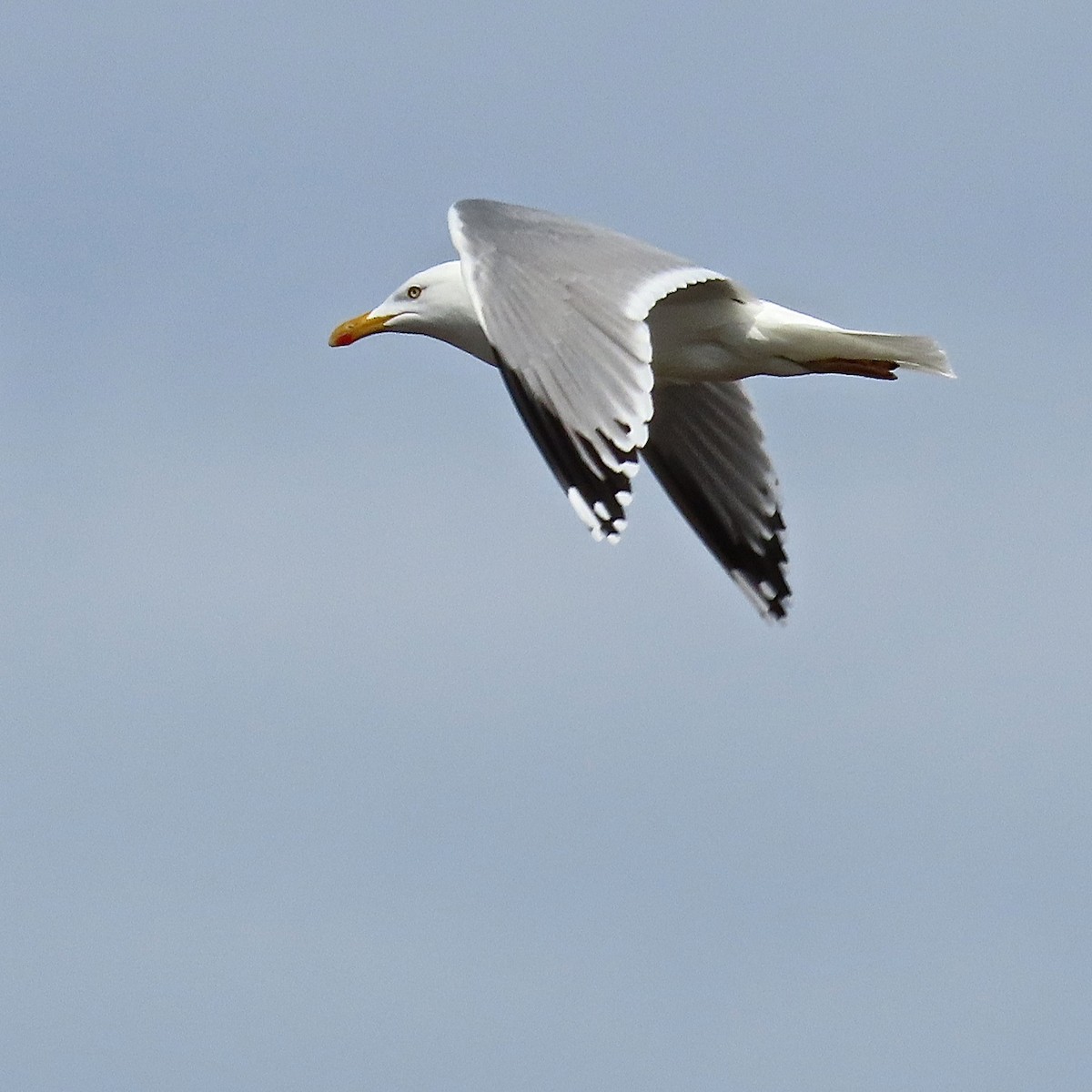 Herring Gull (European) - Erkki Lehtovirta