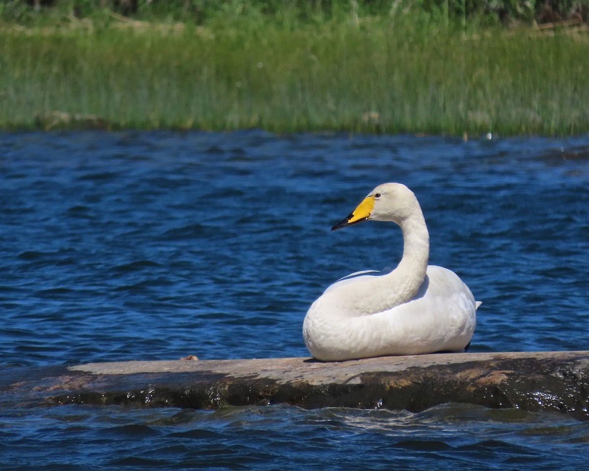 Whooper Swan - Erkki Lehtovirta