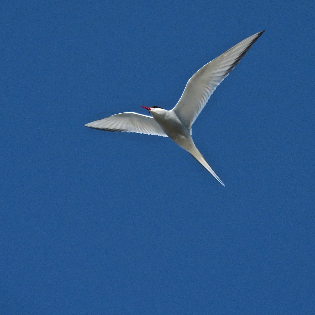 Arctic Tern - ML204456441