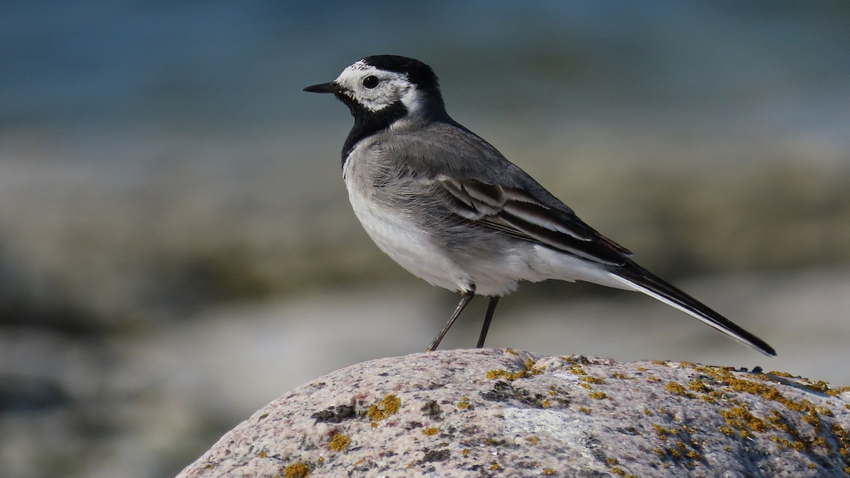 White Wagtail (White-faced) - ML204456461