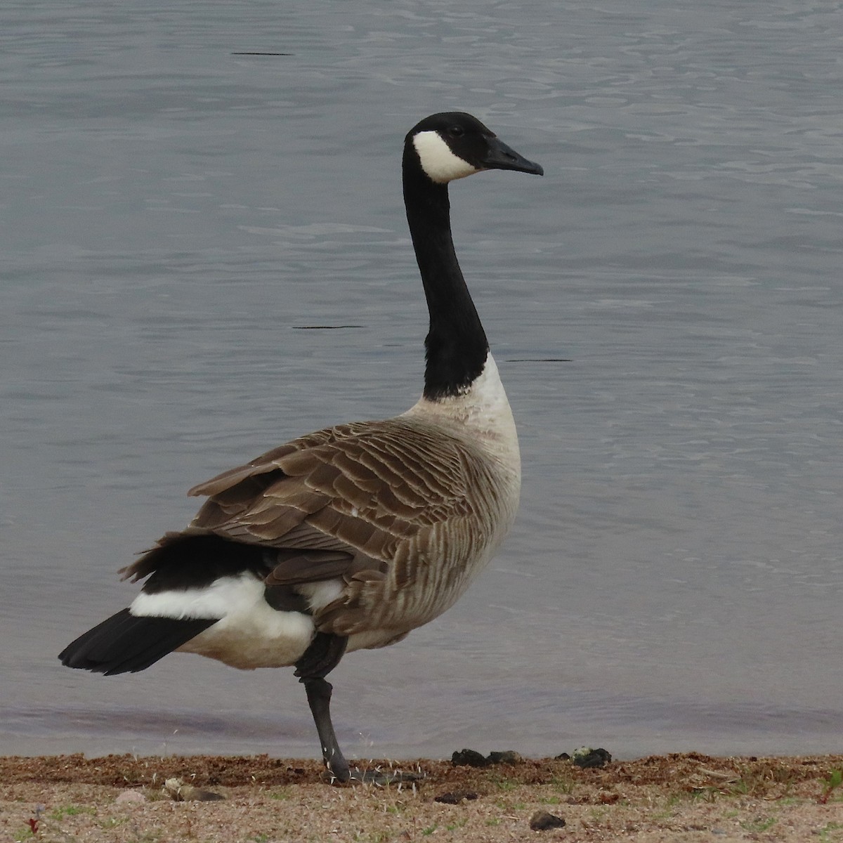 Canada Goose - Erkki Lehtovirta