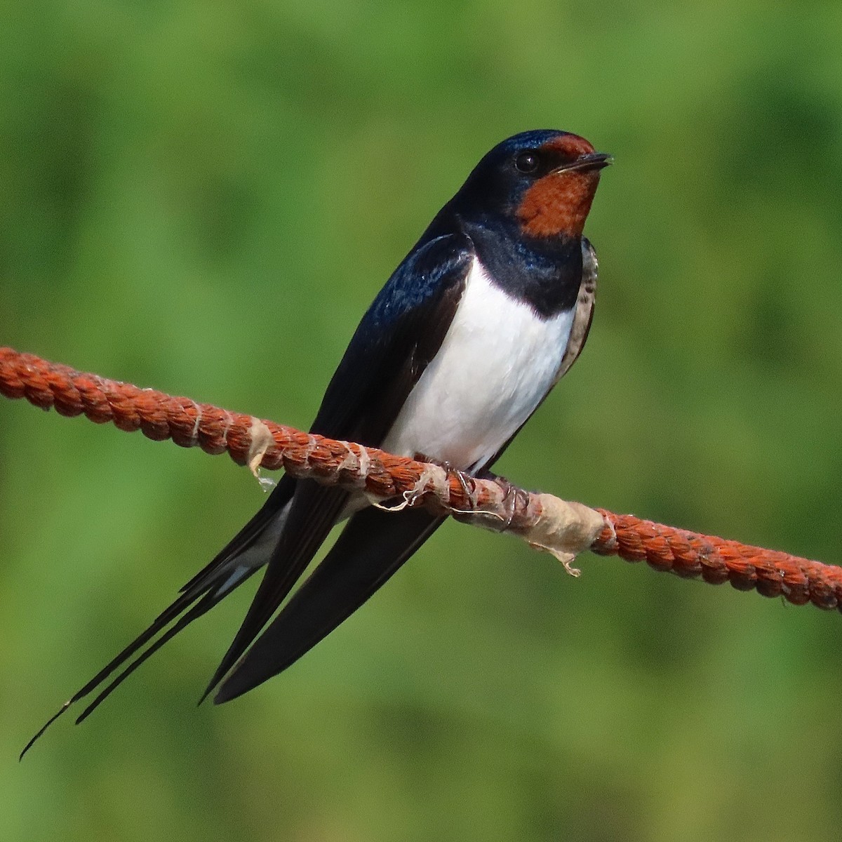 Barn Swallow (White-bellied) - ML204456591