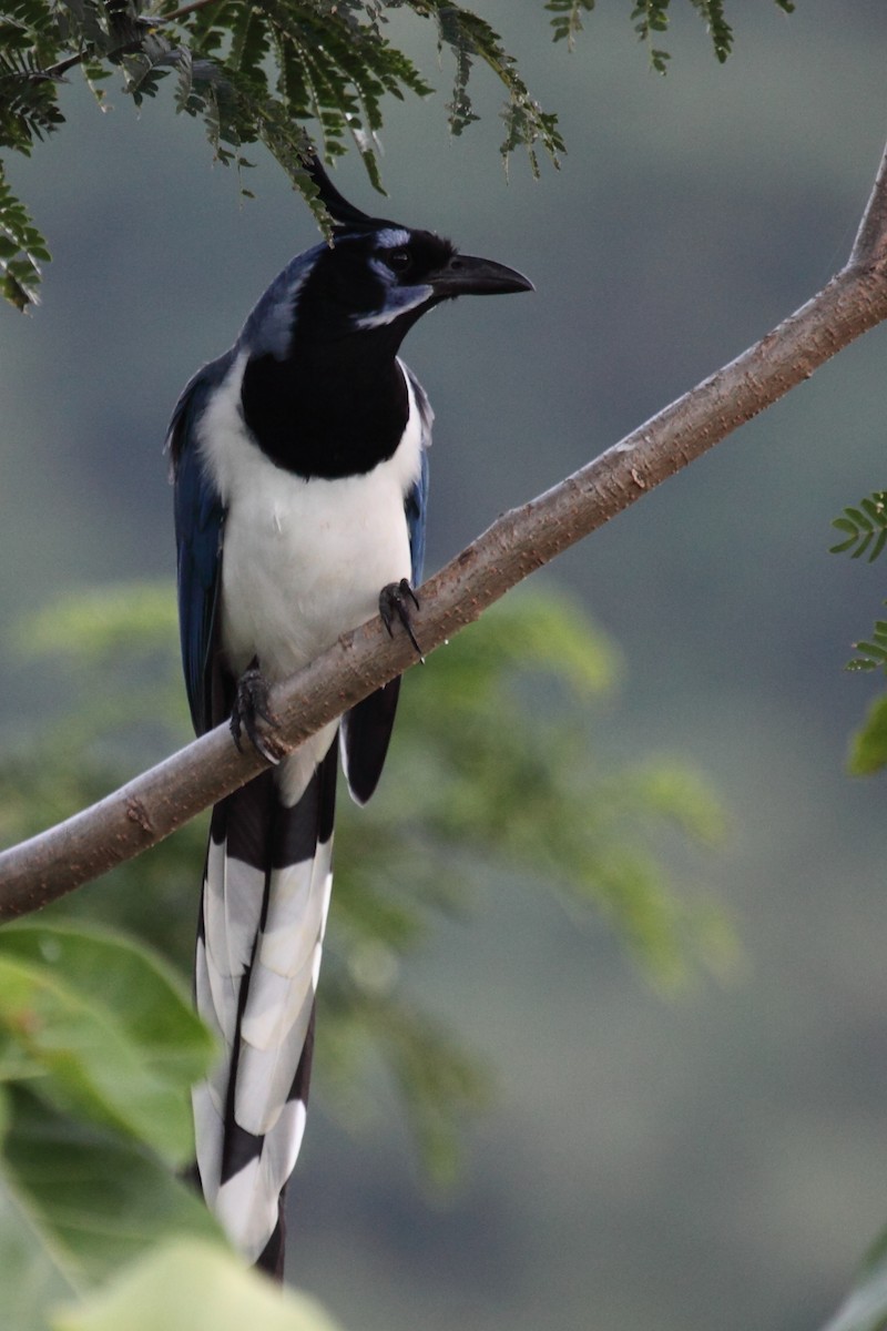 Black-throated Magpie-Jay - ML204456781