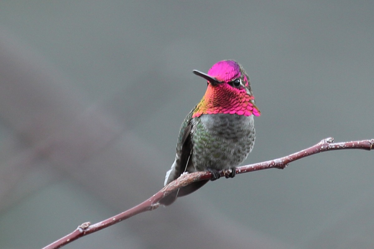Anna's Hummingbird - Jim Bachman