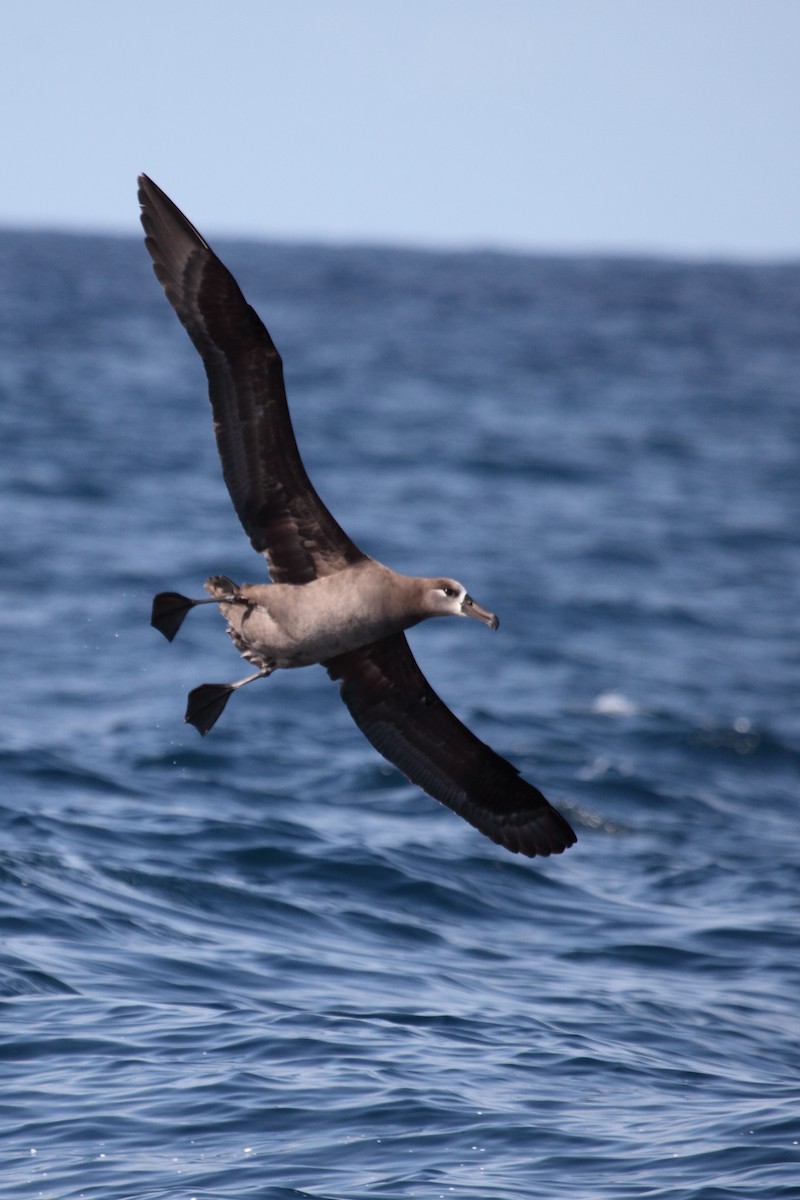 Black-footed Albatross - Jim Bachman