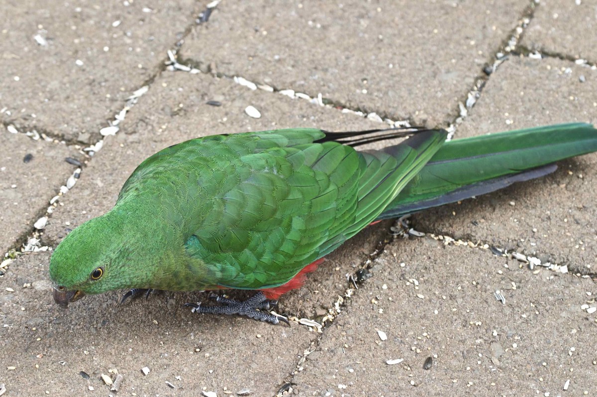 Australian King-Parrot - ML204457261