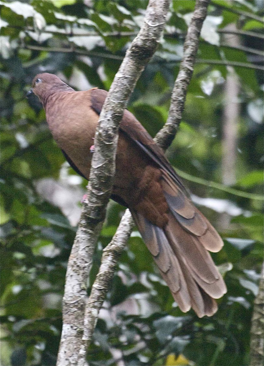 Brown Cuckoo-Dove - Ken Havard
