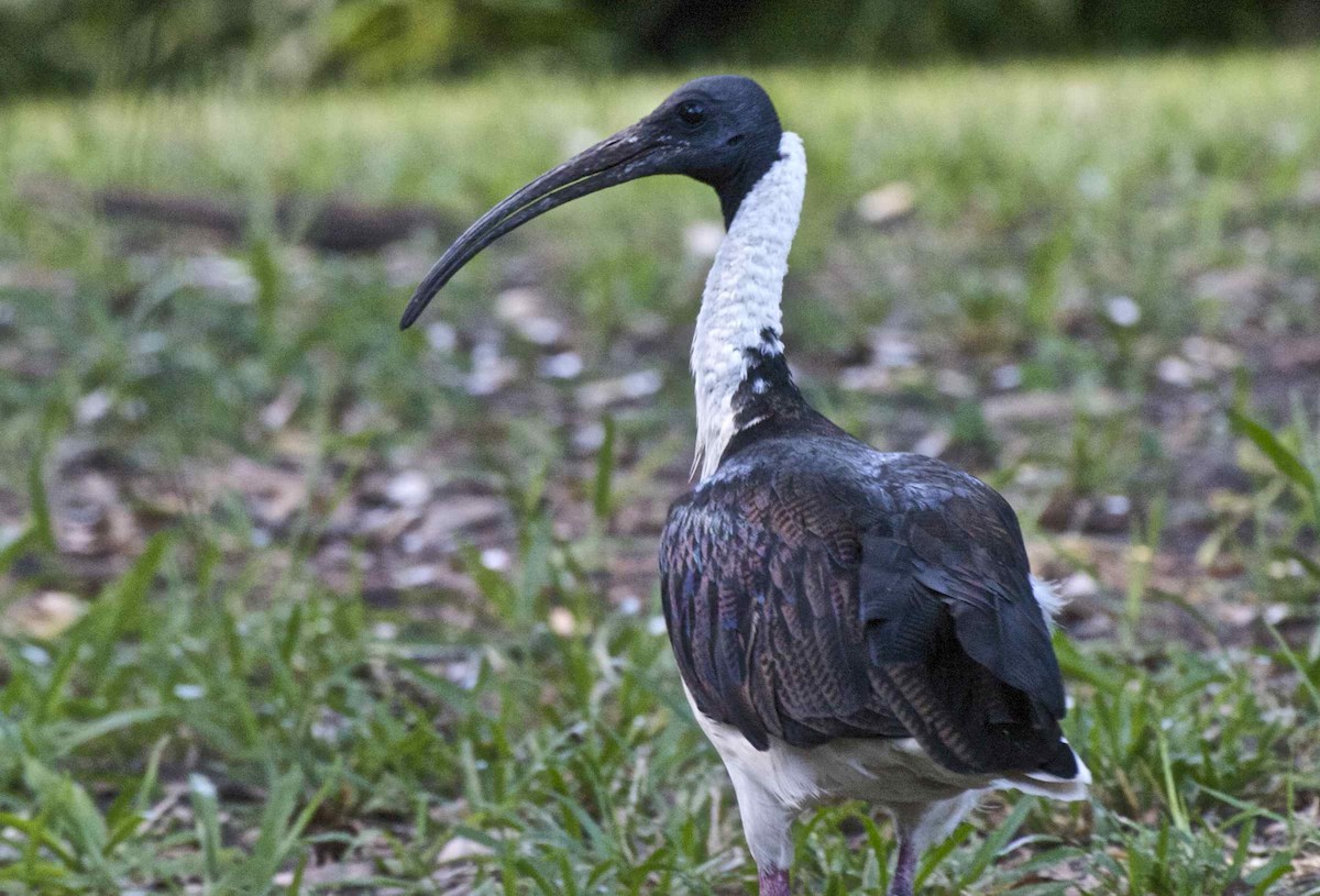 ibis slámokrký - ML204457581