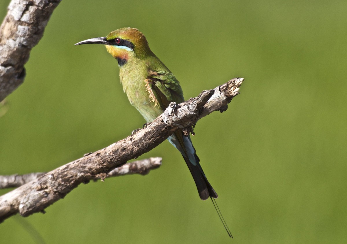Rainbow Bee-eater - Ken Havard