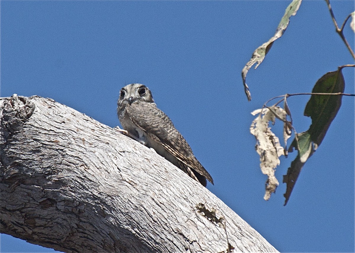 Australian Owlet-nightjar - Ken Havard