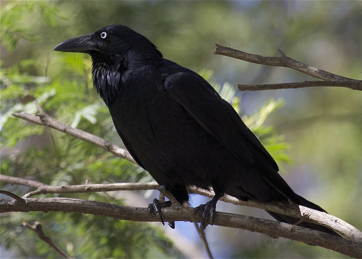 Australian Raven - Ken Havard