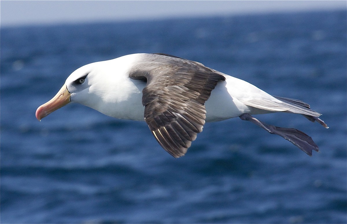 Black-browed Albatross (Campbell) - Ken Havard