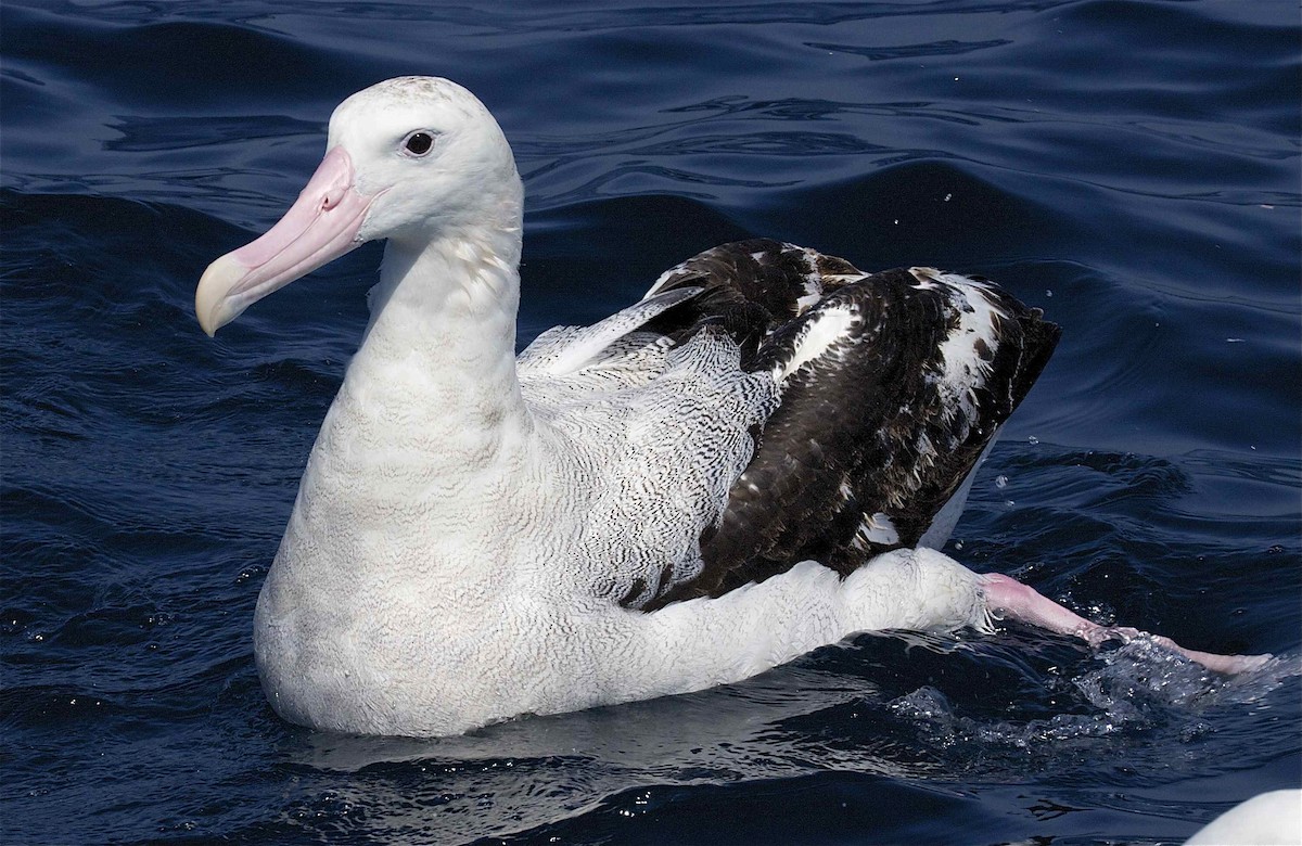 Snowy Albatross - Ken Havard