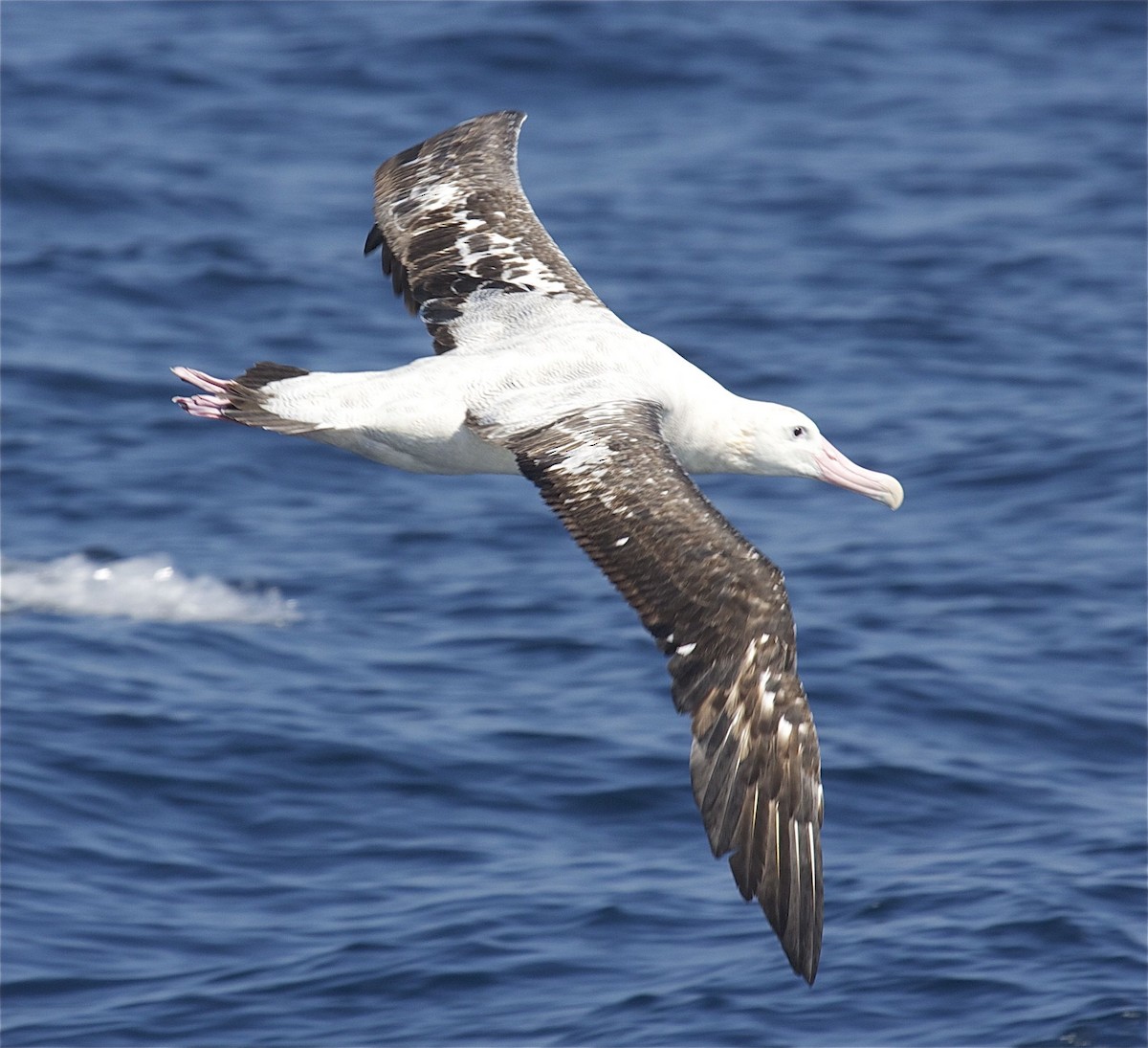 Snowy Albatross - Ken Havard