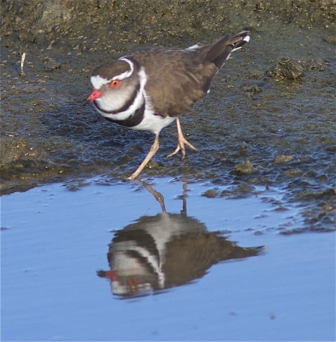 Three-banded Plover (African) - ML204458001