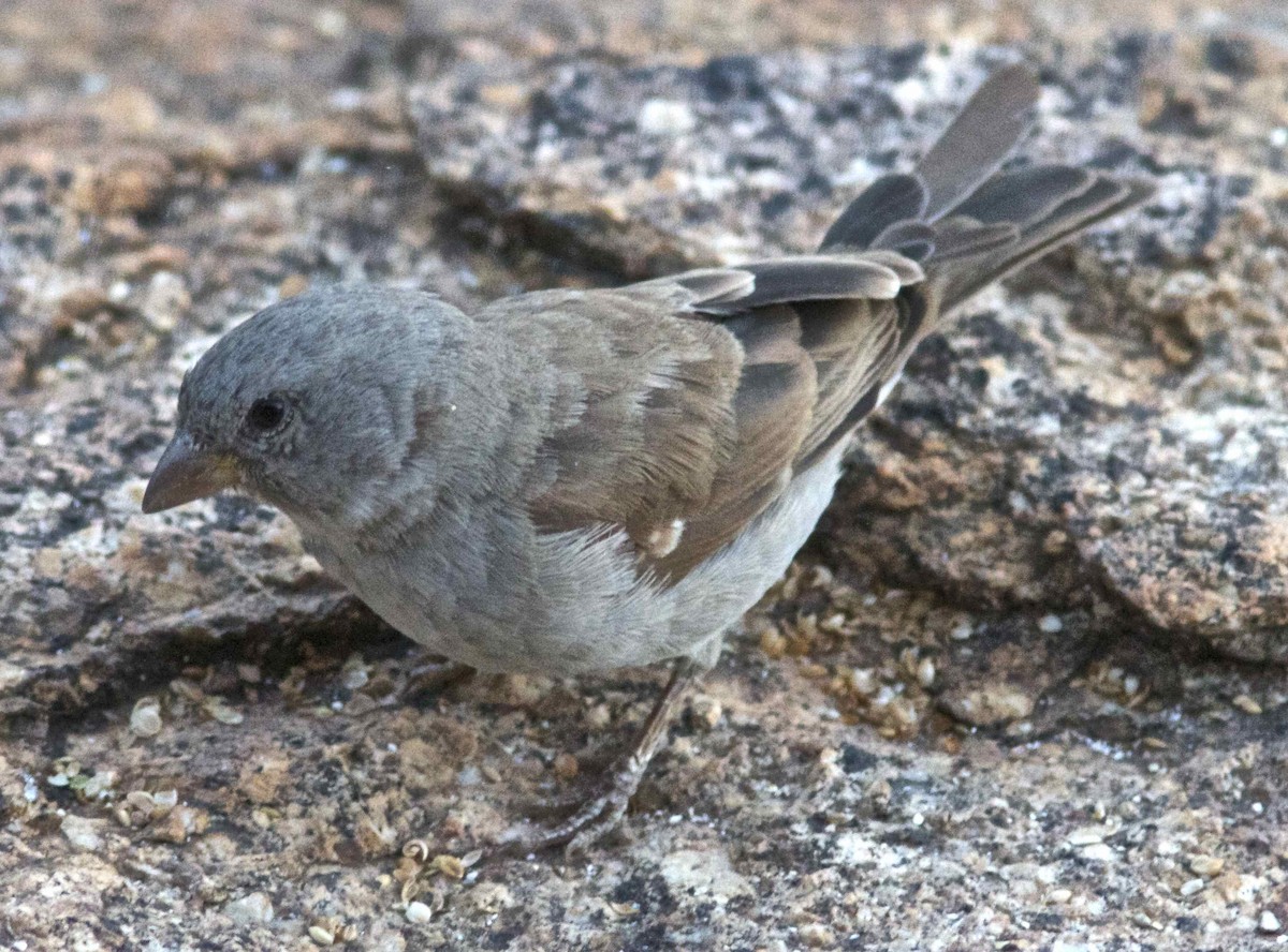 Southern Gray-headed Sparrow - Ken Havard
