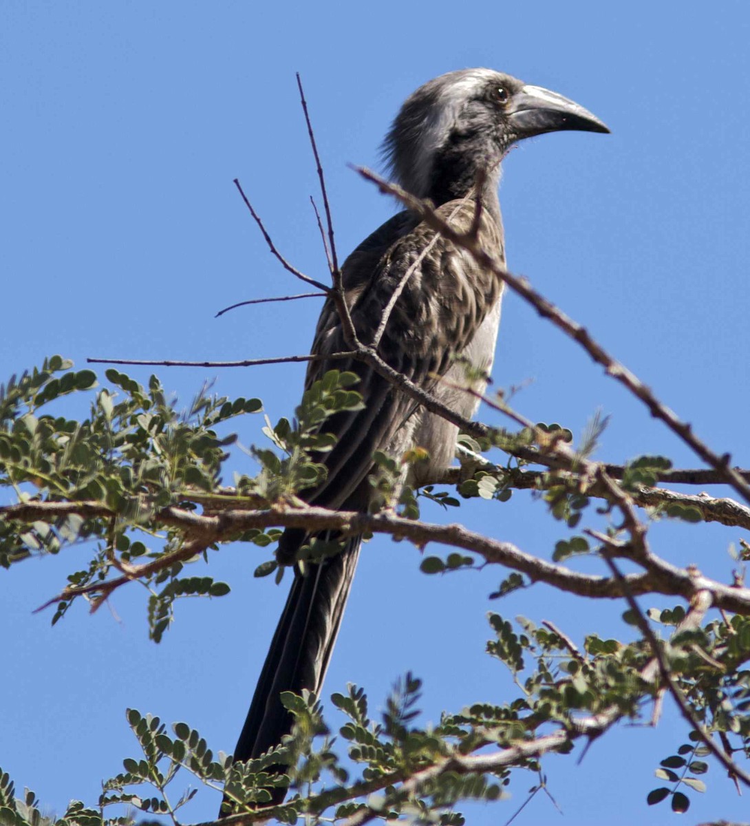 African Gray Hornbill - Ken Havard
