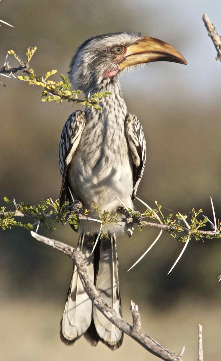 Southern Yellow-billed Hornbill - Ken Havard