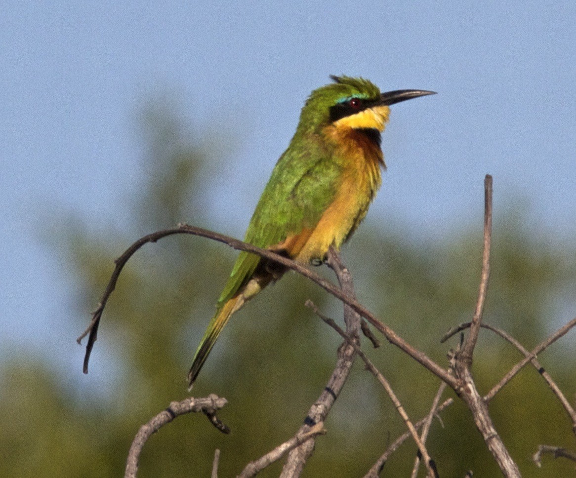 Little Bee-eater - Ken Havard