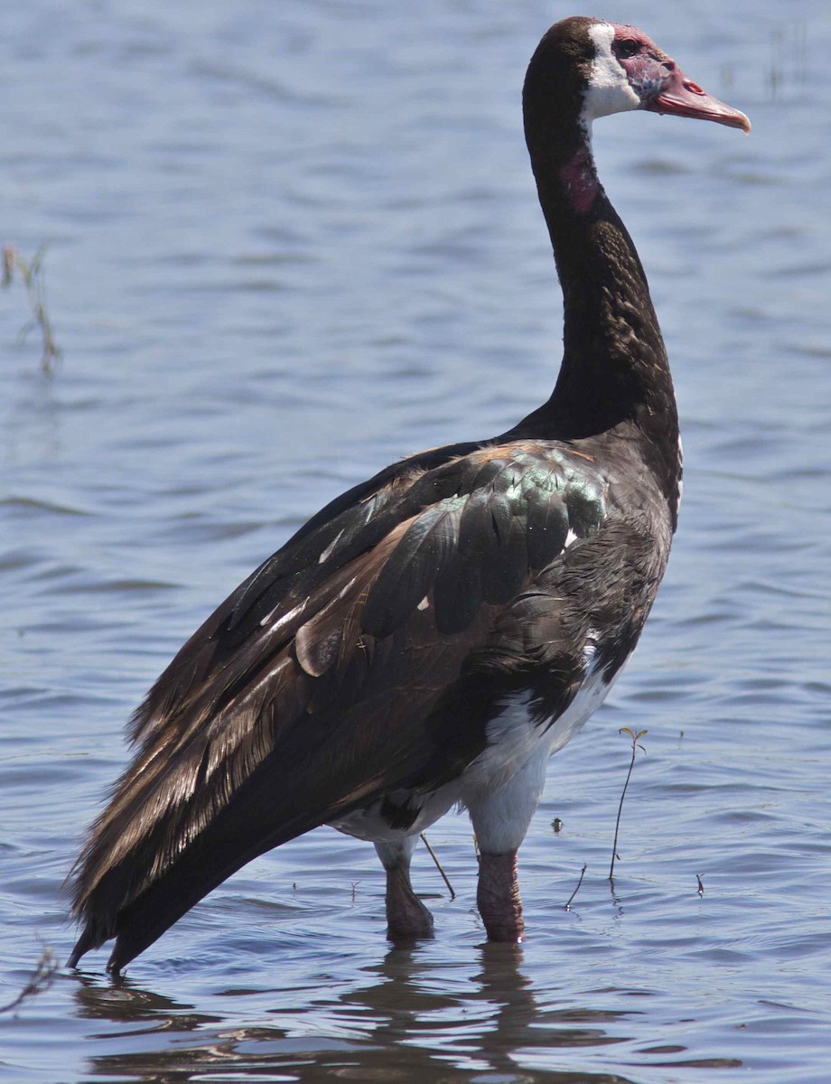 Spur-winged Goose (Southern) - ML204458601