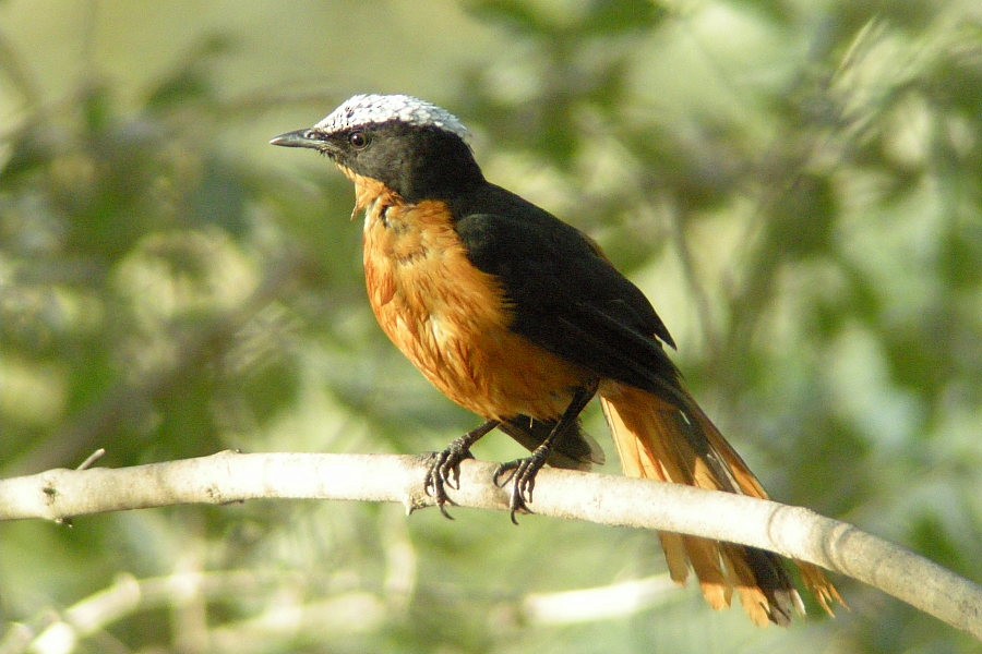 White-crowned Robin-Chat - ML204458941