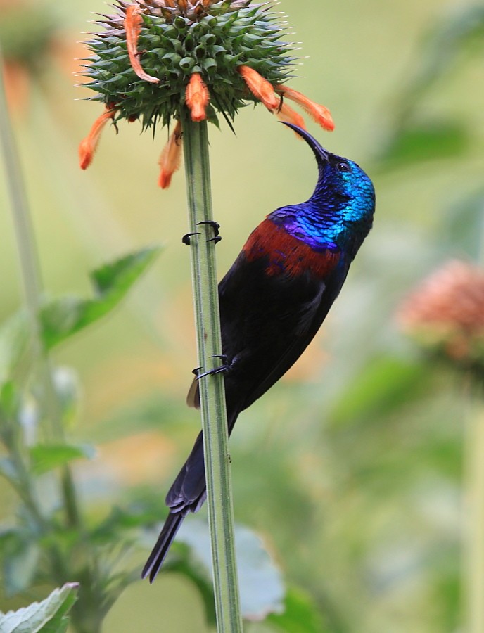 Red-chested Sunbird - ML204458961