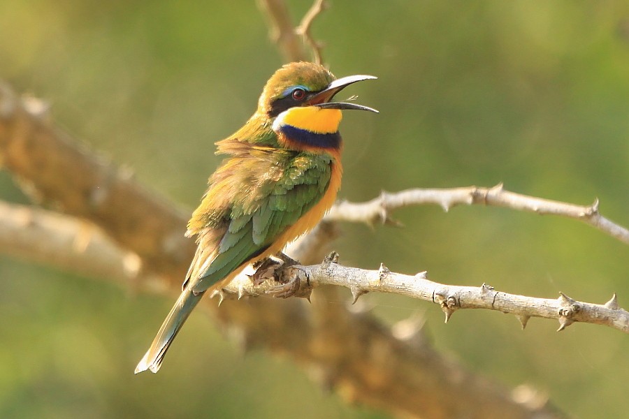 Blue-breasted Bee-eater - Tadeusz Rosinski