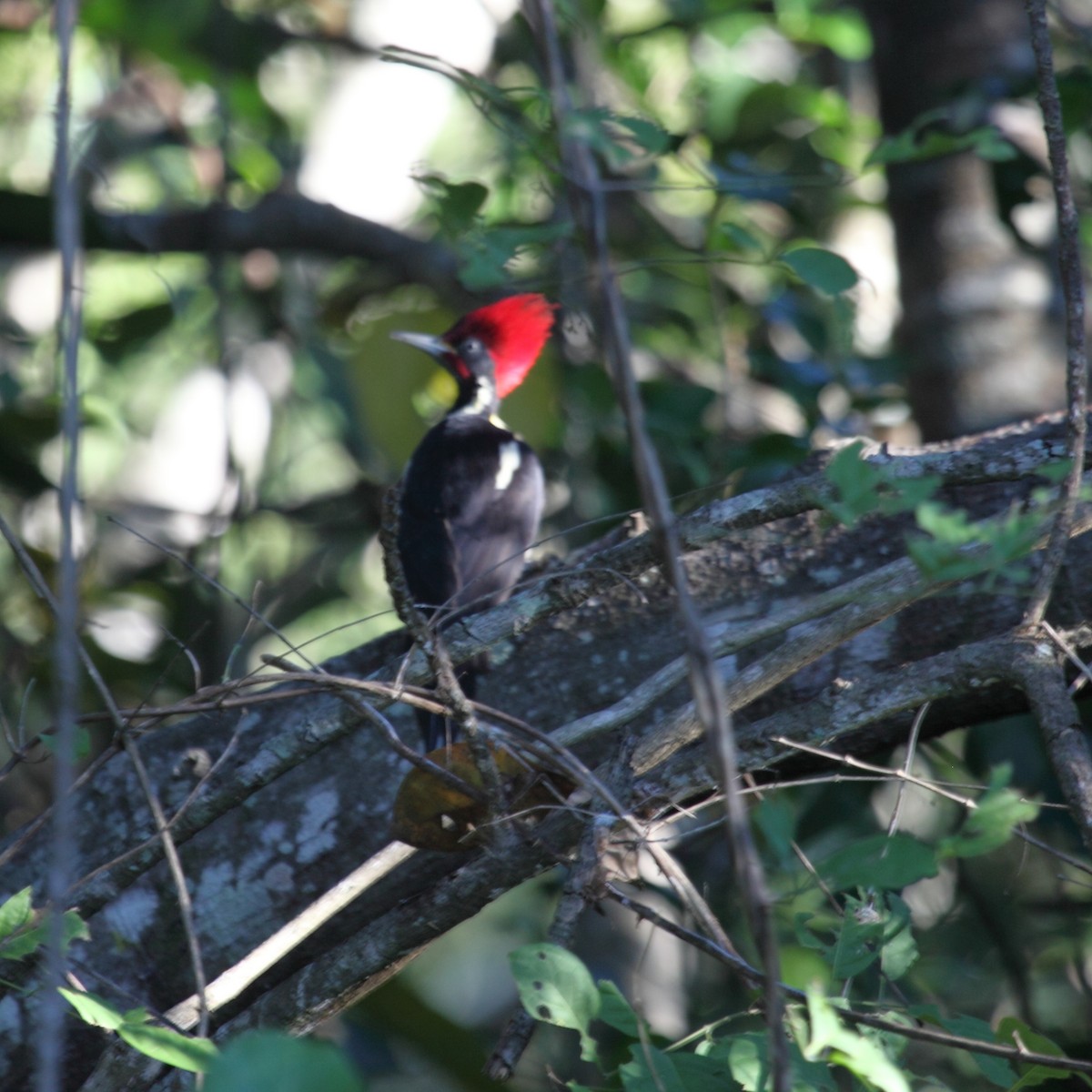 Lineated Woodpecker (Lineated) - Jim Bachman
