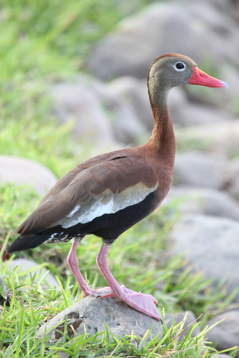 Black-bellied Whistling-Duck (fulgens) - ML204459251