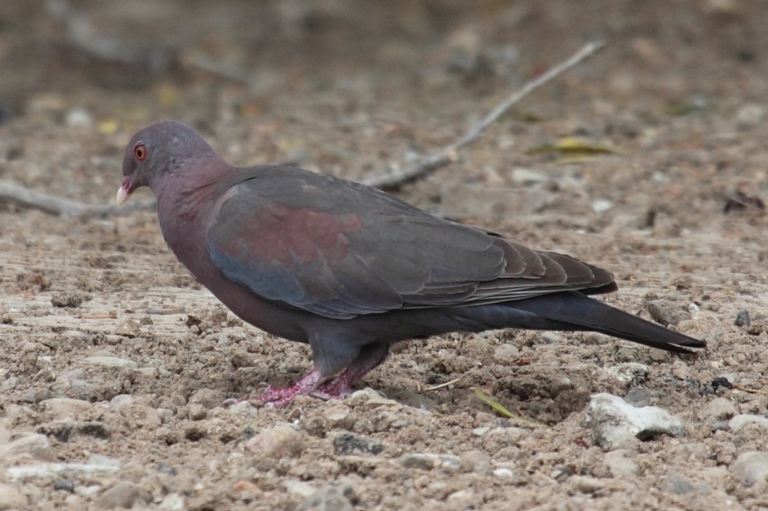 Red-billed Pigeon - Jim Bachman