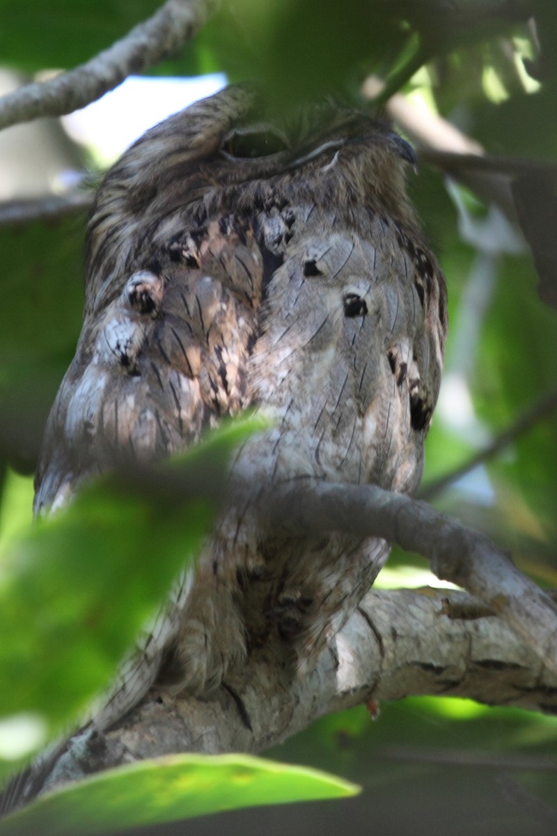 Northern Potoo (Middle American) - ML204459541