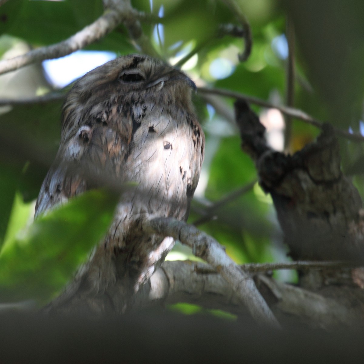Northern Potoo (Middle American) - ML204459551